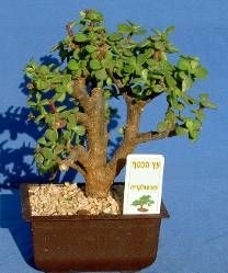 עץ הכסף